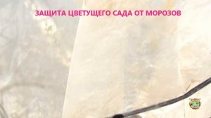 Как спасти садовые деревья от морозов, если уже цветут. Способы защиты деревьев от заморозков