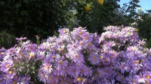 Релакс.  Пение птиц и Жужжание пчёл. Медитация для Сна.