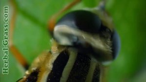 Дарлингтония калифорнийская - плотоядное растение хищник