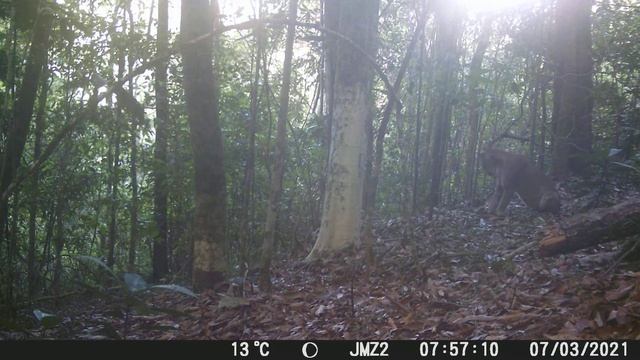 Puma Relax (Puma Concolor) #2