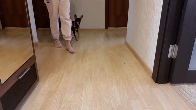 Топ 10 полезных команд для собак. Часть 1. смотреть онлайн