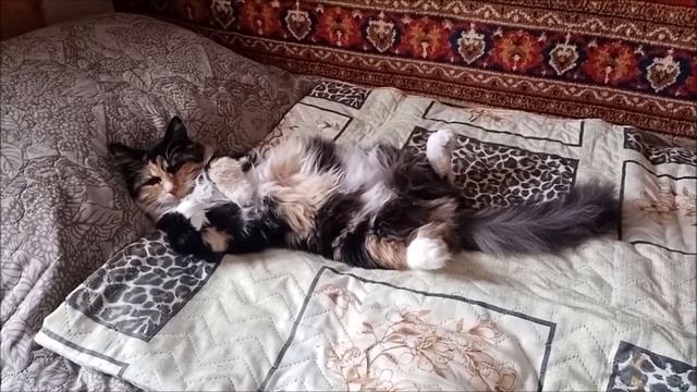 Где хочу, там и сплю смотреть онлайн