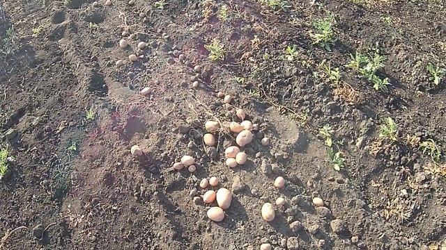 Один из способов уборки картофеля 2019 смотреть онлайн
