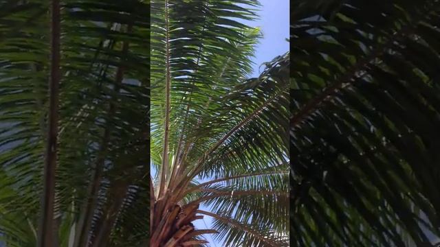 Территория у Теско южного и Аутлета, Паттайя 2916, ноябрь. смотреть онлайн