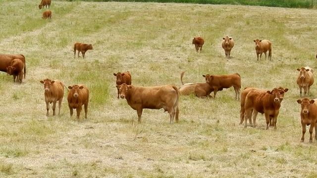 The cows are watching... смотреть онлайн