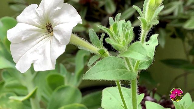 ACTUALIZACIÓN DE SEMILLAS - AHORA FLORES 🌺🌿🌼🌿🌸