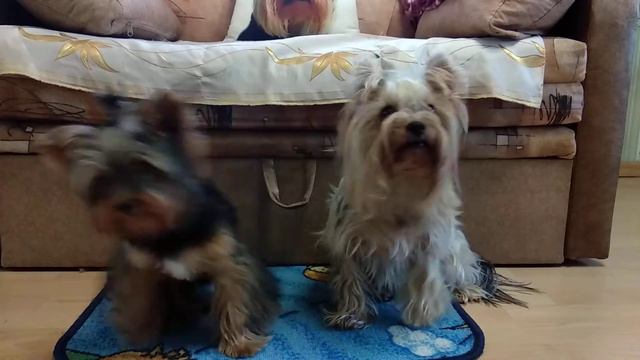 Лаврентий и Братан учатся вместе. смотреть онлайн