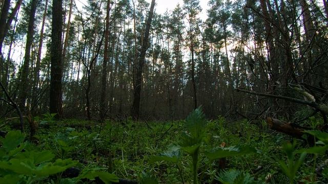 Звуки природы.Лес.Вечер.Для сна,медитации.Relax смотреть онлайн