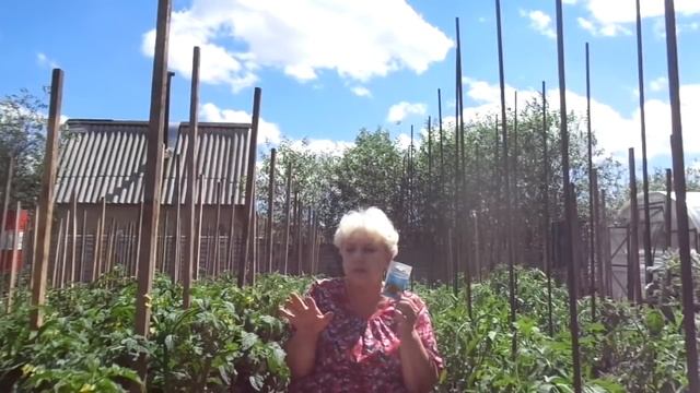 Вершинная гниль томатов! Чем обработать больные томаты? смотреть онлайн