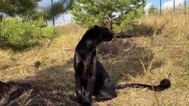 What's new in the house of the panther Luna?(ENG SUB) смотреть онлайн