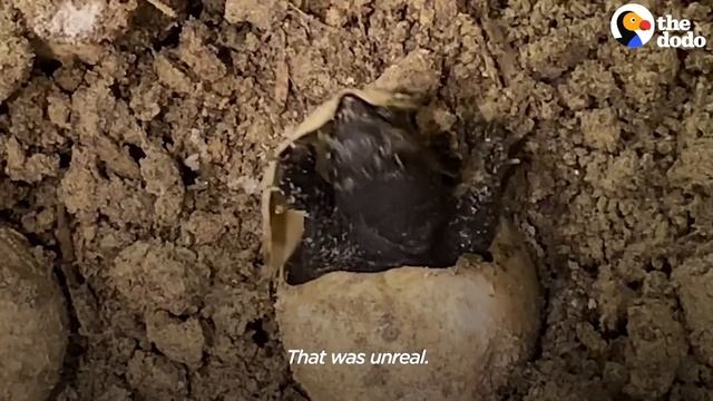 A Giant Snapping Turtle Showed Up This Family’s Yard With An Amazing Surprise | The Dodo Wild Heart смотреть онлайн