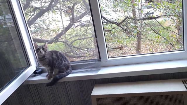 Каких людей любит кошка? Качества человека которые ценит кот смотреть онлайн