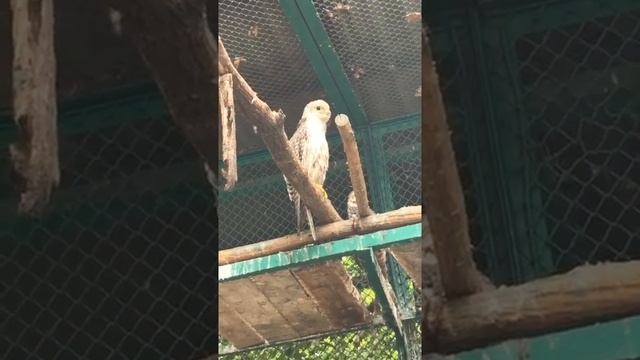 Сегодня мы рассказали про сокола балобана. смотреть онлайн