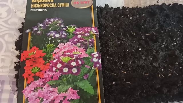 Що у мене з насіння вже зійшло?@Висіваю квіти: Вербену,Газанію,Аквілегію,Вероніку і Ліатрис. смотреть онлайн