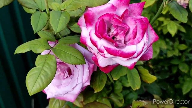 Троянда Paradise/ Роза Передайз (Парадиз) смотреть онлайн