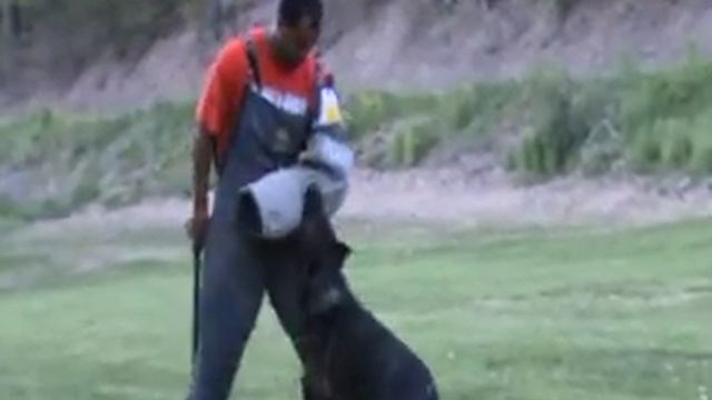 OG Keystone Schutzhund Club presents Bernhard Flinks Seminar смотреть онлайн