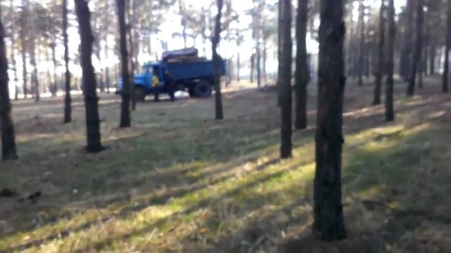 Видео НикВести: Вырубка леса в Мешково-Погорелово смотреть онлайн