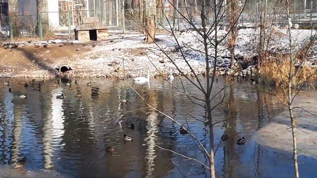 В мире животных Алматинский зоопарк декабрь 2019года(1) смотреть онлайн