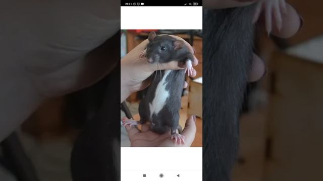 Окрасы крыс. Очень милые крысята. смотреть онлайн