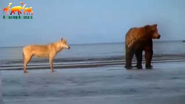 Волк учится у медведей ловить рыбу. Просто невероятное зрелище / Волк ловит рыбу смотреть онлайн