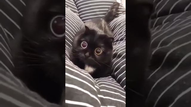 У кота очень большие глаза. Подпишись ???? смотреть онлайн