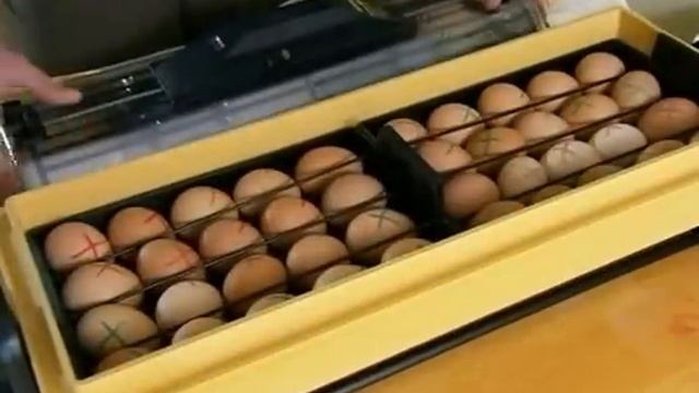 Возможно ли купить яйцо и вывести из него цыплёнка смотреть онлайн