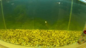 Блесна от компании "Мастив" "Черт конус" латвия