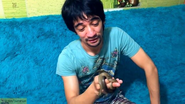 Медянки ядовитые или нет? Проверим этот факт на себе