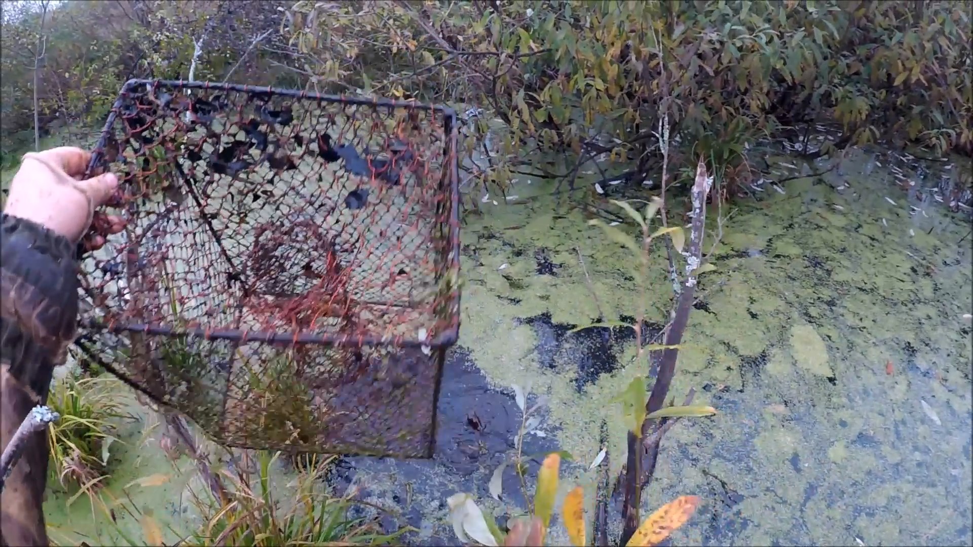 Промысел ондатры мордами (Будни охотника и рыбака) смотреть онлайн