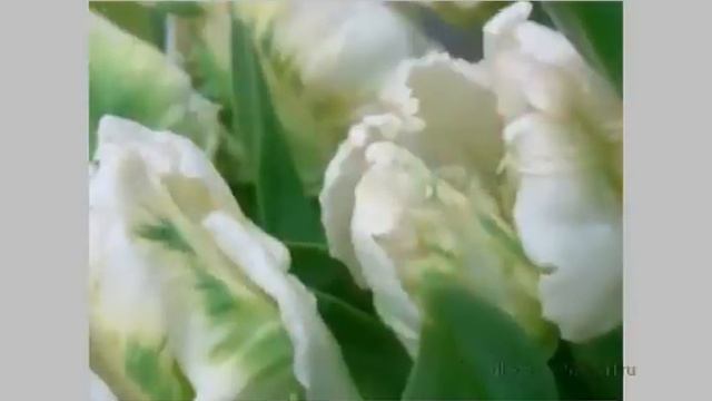 Музыкальная видео открытка с 8 Марта. смотреть онлайн