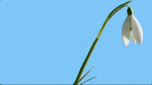 Распускающийся подснежник (футаж на синем фоне)