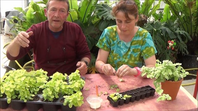Chaine Tv De Jardinage: Gnaphalium Lanatum (petiolare)silver: Comment Bouturer: Plantes D'intérieur