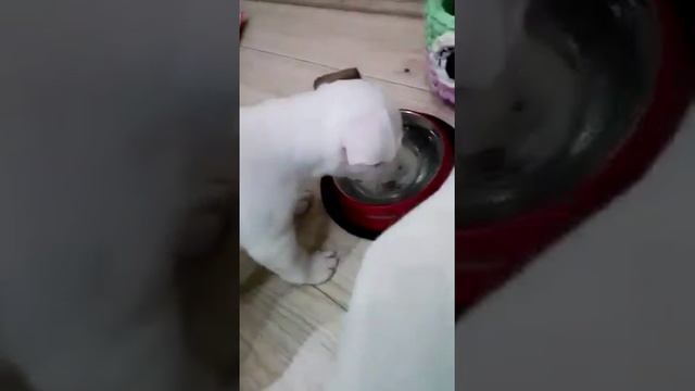 Щенки Джек Рассел смотреть онлайн