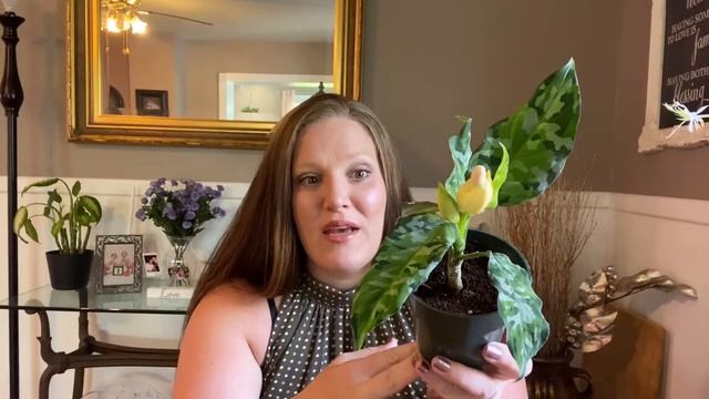 Aglaonema Pictum Tricolor! ||Growth Updates & BLOOMS||