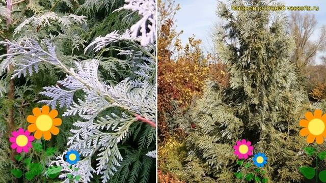 Туя корейская. Краткий обзор, описание характеристик, где купить саженцы thuja koraiensis смотреть онлайн