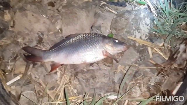 Рыбалка плотина белый дом,ловля карпа. смотреть онлайн