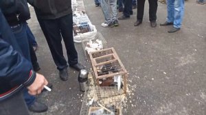 Ярмарка голубей Город Пенза краткий обзор .