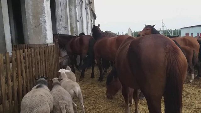 Лошади после прогулки. Жеребец в настроении порезвиться. #лошади #жеребец #коневодство смотреть онлайн