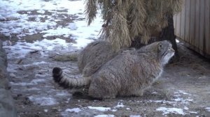 Семейная жизнь манулов Зеленогорска и Мии. Часть 3 из 3. 03.04.2023
