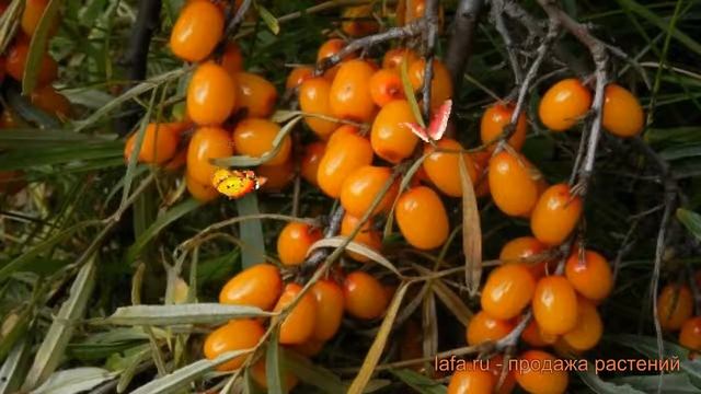 Облепиха женский Чулышманка (hippophae rhamnoides) ? обзор: как сажать, саженцы облепихи Чулышманка смотреть онлайн