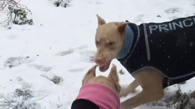 White Doberman Weißer Dobermann  белый доберман 白色的杜賓