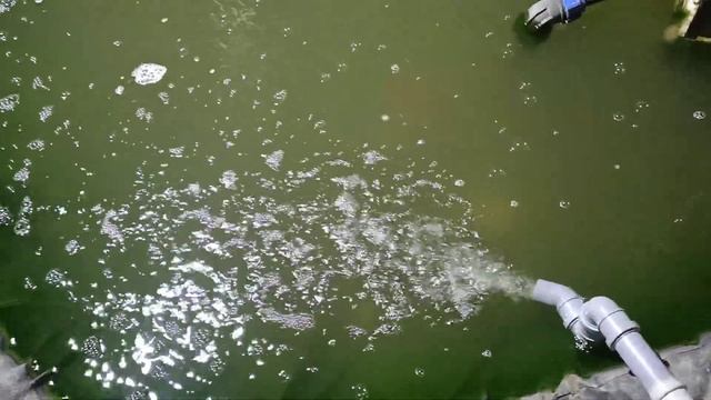 10-й день после установки уф лампы, разведение карпов кои, борьба с цветением воды в пруду в теплиц смотреть онлайн