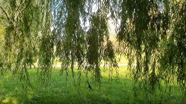 КАКИМ ЗНАКАМ ЗОДИАКА ПОВЕЗЕТ В 2024 ГОДУ. 7 Знаков Зодиака, для которых 2024 год будет удачным. смотреть онлайн