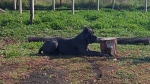 КАНЕ КОРСО.ИДЕАЛЬНОЕ ВРЕМЯ.Когда брать щенка?#канекорсо сдодержание