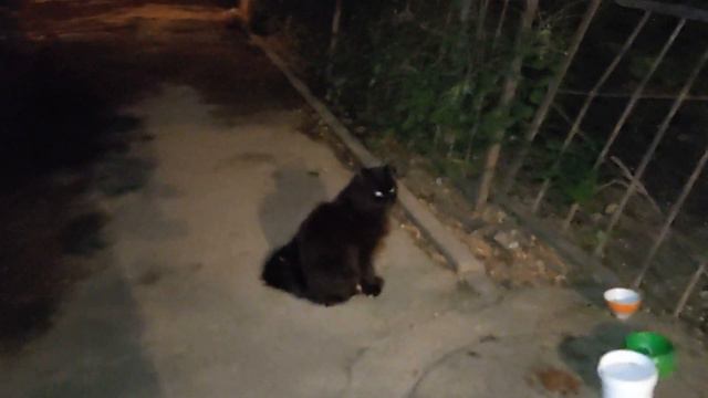 Умненький серый котик и няшка Пиксель смотреть онлайн