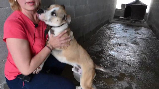 ЛЮДИ МИРА || Юлия Лайвене и ее четвероногие друзья. Приют Robert's dog sanctuary смотреть онлайн