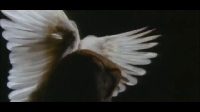 ДМИТРИЙ СУЛЕЙ, ЕЛЕНА СВЕТЛАЯ- ПОЛЯРНАЯ СОВА ( СТИХИ- ОЛЕГ АЛЬПИЙСКИЙ ) смотреть онлайн