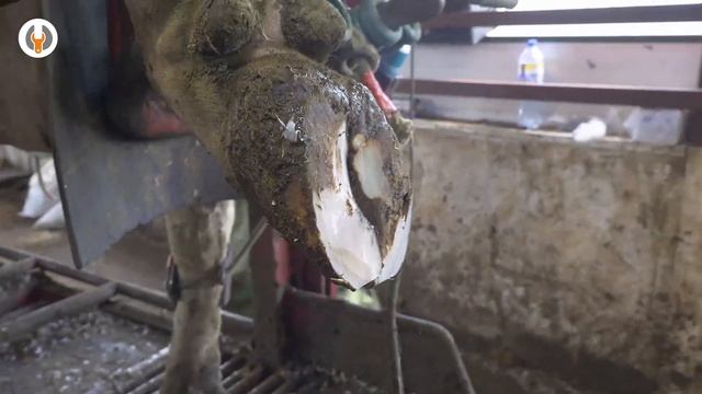 Намин подошвы у Коровы № 7175 | Терапевтическая обработка копыт КРС смотреть онлайн