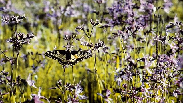Слайд-показ "Красоты северного края" смотреть онлайн
