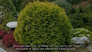 Туя Глобоза: описание, посадка и уход